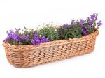 Blumenkasten aus Weide Roses II.