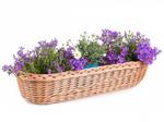 Blumenkasten aus Weide Roses II.