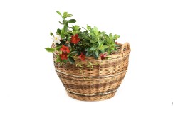 Gartenkorb Menta 